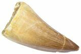 Fossil Prognathodontid Mosasaur Tooth - Morocco #364136-1